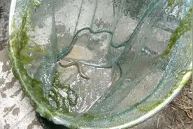 这是最简单强势捕泥鳅的方法，一条接一条的捞，大呼过瘾