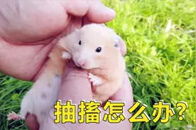 宠物日常：网友问我小仓鼠出现抽搐怎么办呢？我们应该怎么做？