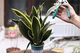 养虎皮兰怎么修剪？园艺师教你，虎皮兰修剪的实操技巧视频封面