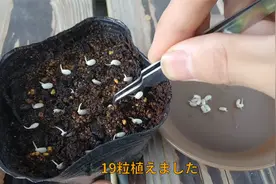 日本UP主145天种植大米过程，确实这样的大米，一颗都舍不得浪费视频封面