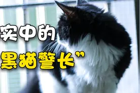 《黑猫警长》中的猫，到底是啥品种，满满的童年回忆视频封面