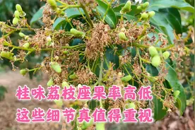 荔农分析今年桂味荔枝座果率高低的原因，这些细节真值得重视