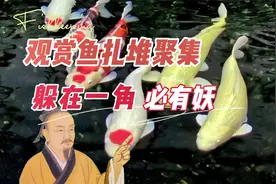 观赏鱼在鱼缸扎堆聚集，躲在一角，必有妖：养鱼笔记第3季96集视频封面