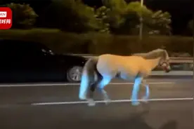 北京四环一匹白马车流中撒欢 交警：运马车没锁严，马撞开门跑了视频封面