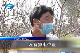 三亩核桃树被毁，果实发黑 果树发霉，村民：一年收入全没了视频封面