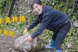 农村现在最适合种青菜，欣怡买了各式各样种子，提前成熟才有得吃视频封面