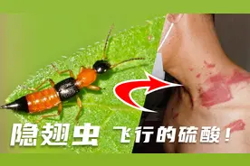 遇到隐翅虫千万别用手拍，容易长疮溃烂，严重的毁容，太可怕了！