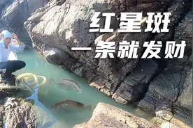 海峡暗沟浑得发绿，小林抽干发现极品红星斑，光抓这一条就发财了视频封面