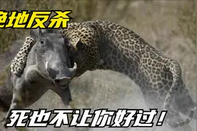 野猪被花豹掏空内脏，突然活过来绝地反杀花豹，全程失控太疯狂了视频封面