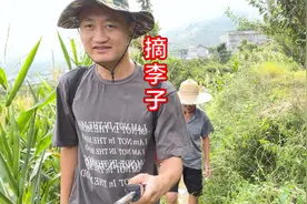 爷爷要上山摘李子，家蒙拿上背篼陪同，结果却只铺了个底视频封面