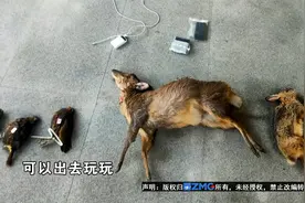 【1818黄金眼】专业设备非法狩猎  三名男子当场被抓视频封面