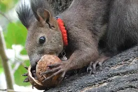实拍：小松鼠吃坚硬的核桃，开核桃有技巧！
