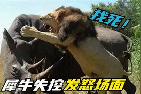 见过犀牛失控发怒吗？轻松顶翻汽车刺穿500斤野猪，狮群也不放过视频封面