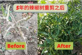 5年龄的辣椒树重剪后  辣椒又长满枝头 一棵辣椒树能结1000颗辣椒视频封面