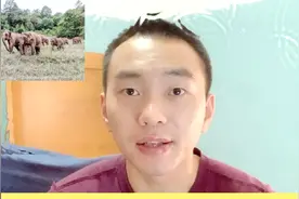 云南亚洲象为何一路向北迁徙?反映出了什么问题？英文版分享视频封面