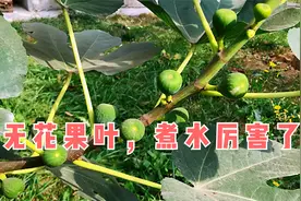 农村“无花果叶”煮水厉害了！3个新妙用，看下对你有用吗？视频封面