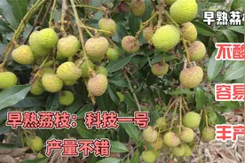 广东早熟荔枝介绍：科技一号产量不错，容易来花，丰产稳产视频封面