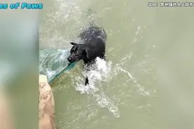 落水狗狗精疲力竭，眼看就要沉入江底关键时刻被船运女子营救上船视频封面