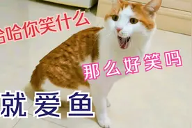 退休在外旅行了半年，把小猫寄养在别人家，中秋到了想它啦！视频封面