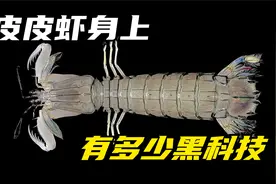 都知道皮皮虾很好吃，却没多少人知道皮皮虾身上还有这么多黑科技