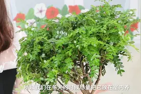 家里养盆胡椒木，味道清新，好养活！视频封面