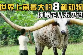 世界上角最大的8种动物！世界之最！视频封面