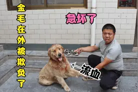 金毛在外玩耍时被放羊的德牧狗咬伤，流了好多血，可把小伙急坏了视频封面