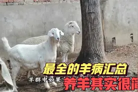 42种常见羊病大全汇总，附带治疗方法，再也不怕羊得病，建议收藏视频封面