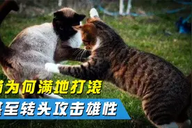 母猫交配后，为何会满地打滚还暴揍公猫，它们的交配过程有多惨烈视频封面