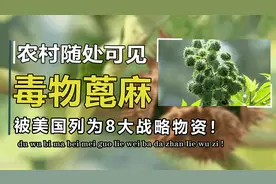 中国农村随处可见的蓖麻，为何被美国列为战略物资，还大量储存？视频封面