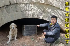 金毛野外发现个木柜，小虎打开发现个手机，金毛直呼卖了换肉吃