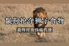 鬣狗抢夺狮子食物，最终付出惨痛代价(1)视频封面