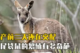 生产前还在交配，两个子宫接连怀孕，黑尾袋鼠的繁殖有多奇葩？视频封面