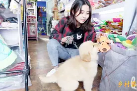 农村蓉儿花120元，又给小金毛洗澡打疫苗，这次表现讨人喜欢