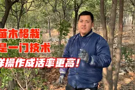 苗木移栽也是一门技术，这样操作成活率更高！视频封面