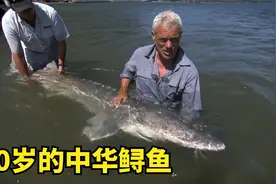 《河中巨怪》A067，80岁的中华鲟鱼，虽是食肉者，却没有牙齿视频封面