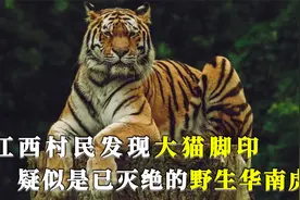 江西村民发现大猫脚印，疑似中国野生华南虎，专家直呼：不可能！视频封面