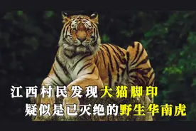 江西村民发现大猫脚印，疑似中国野生华南虎，专家直呼：不可能！视频封面
