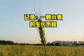 记录：一颗小麦的生长历程视频封面