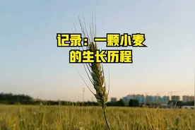 记录：一颗小麦的生长历程视频封面
