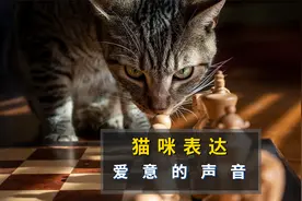 猫咪表达爱意的声音有哪些？有听过吗？