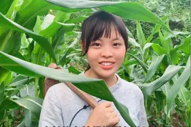 农村小妹在包谷地里干农活，累得衣服都湿透了，会有人喜欢吗？视频封面