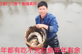 家门口老鱼塘,投放一条4斤多大青鱼,一年后放干水看看长多大了视频封面