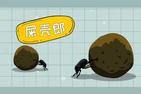 屎壳郎是害虫还是益虫？视频封面