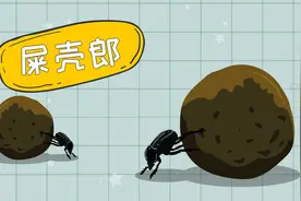 屎壳郎是害虫还是益虫？视频封面