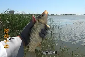 今天的渔获不佳，分享一下立漂搭配朝天钩的方法吧视频封面