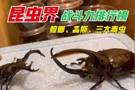 昆虫界战斗力排行，三大毒虫上榜，田鳖异军突起，甲虫类霸占榜首