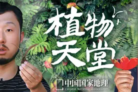 这片中国最早的商业禁伐区，现在成了“植物天堂”该有的样子视频封面