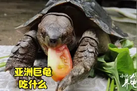 新手养亚州巨龟10问：4、亚巨龟的食谱，哪些是能吃哪些不能吃？
