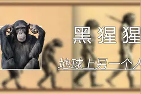 地球上不止有我们人类是人族，还有另一个人族，那就是黑猩猩视频封面